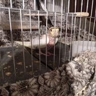 دو تا جوجه طوطی عروس هلندی 38 روزه