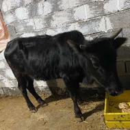 فروش گاو /گوساله ماده