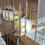 جفت طوطی عروس مولد