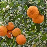 کارگر پرتقال چین و مرکبات چین نیازمندیم