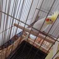 فروش پرنده عروس هلندی به پایین ترین قیمت