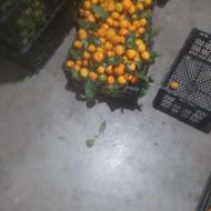 کارگر ساده برای چیدن مرکبات از 7 تا 3 ظهر با امکان اضافه کار