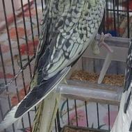 7 عدد عروس هلندی جوجه دونخور شده