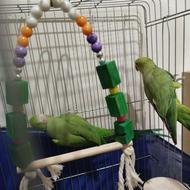 طوطی ملنگو مولد