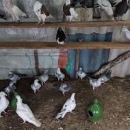 کبوتر پلاکی آلمانی رنگی