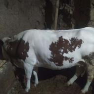 فروش گاو سمینتال