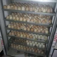 جوجه محلی دونه ای 20تومن 3روزه