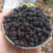 ولیک زالزالک جنگلی خشک