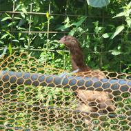 مرغ لاری افغان