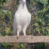 کبوتر پرشی اس