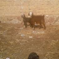 بزجوان بزغاله نرپاکستانی