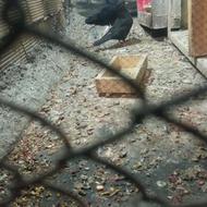 دوتا کله سیاه پاک ویک سینه مشکی