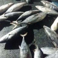 ماهی دریایی جهت عمده