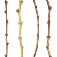 فروش قلمه موندراپ