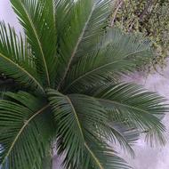 انواع گل های طبیعی