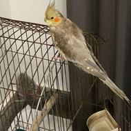 طوطی عروس هلندی