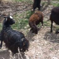 چهار گوسفندی گمشده