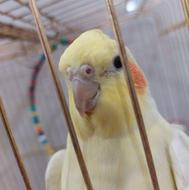 عروس هلندی لوتینو