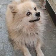 واگذار پامرین روباهی