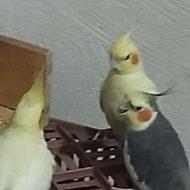 جفت عروس هلندی اماده تخم