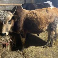 گاو نر یا ورزا