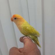 کتوله نر دستی