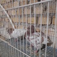 کبوتر درپرنده