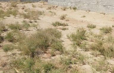 زمین 1000 متری – مناسب باغویلا