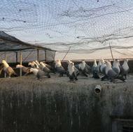 کبوتر فروشی