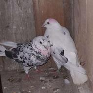 یک جفت کبوتر پروازی