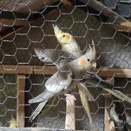 عروس هلندی و کوتوله