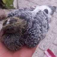 کبوتر گرفتنی