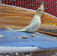 عروس هلندی رام و دستی