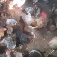 فروش خروس محلی و ارگانیک