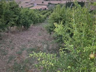 3300 متر باغ انار با امکانات کامل