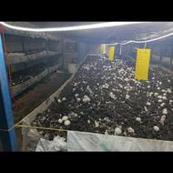 پوش وکود کمپوست قارچ رایگان