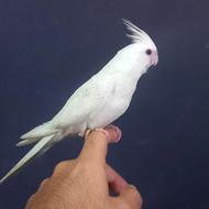 فروش طوطی فول رام