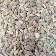 فروش کشمش همه مدل