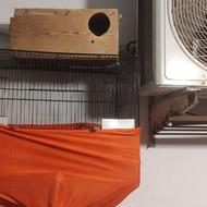 قفس طوطی و مرغ عشق