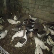 غاز بالغ آماده ی تخم گذاری