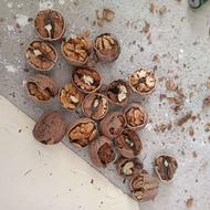 گردو چرب و روغنی