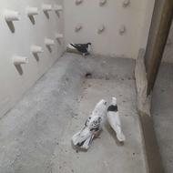 کبوتر یا کفتر