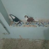 5عدد کفتر تکی و باهم