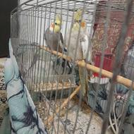 فروش طوطی عروس