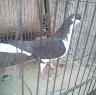 امری سیاه پرشی صید