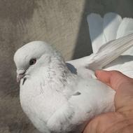 کبوتر تهرانی و پُر شهرکردی روزگاری