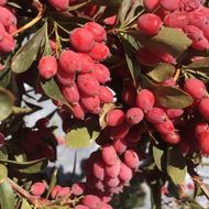 اَلو زرشک رمضانی