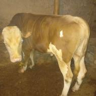 گاو نر سمینتال