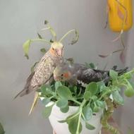 فروش جوجه عروس هلندی دستی