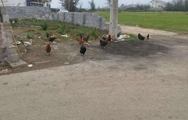 زمین مسکونی دوبر دارای پروانه ساخت